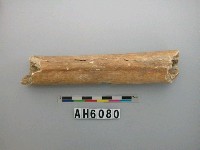 藏品(腿骨)的圖片